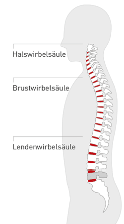 Wirbelsäule